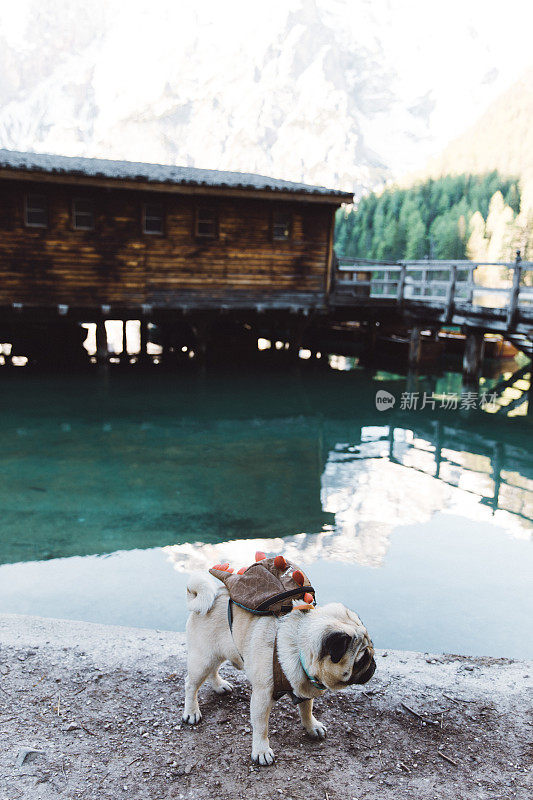 在Dolomites阿尔卑斯山的Lago Di braes背包毛茸茸的旅行者